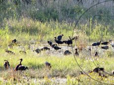 Plegadis-falcinellus_кормёжка